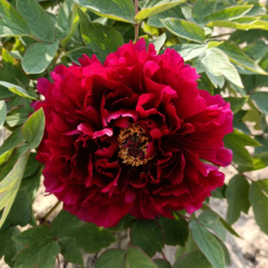 正宗观赏牡丹 墨润绝伦 拍下先发养护卡 秋季发苗