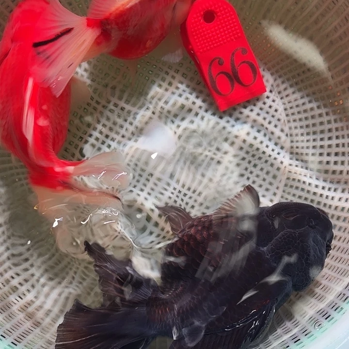 金鱼66号尺寸11-14区间