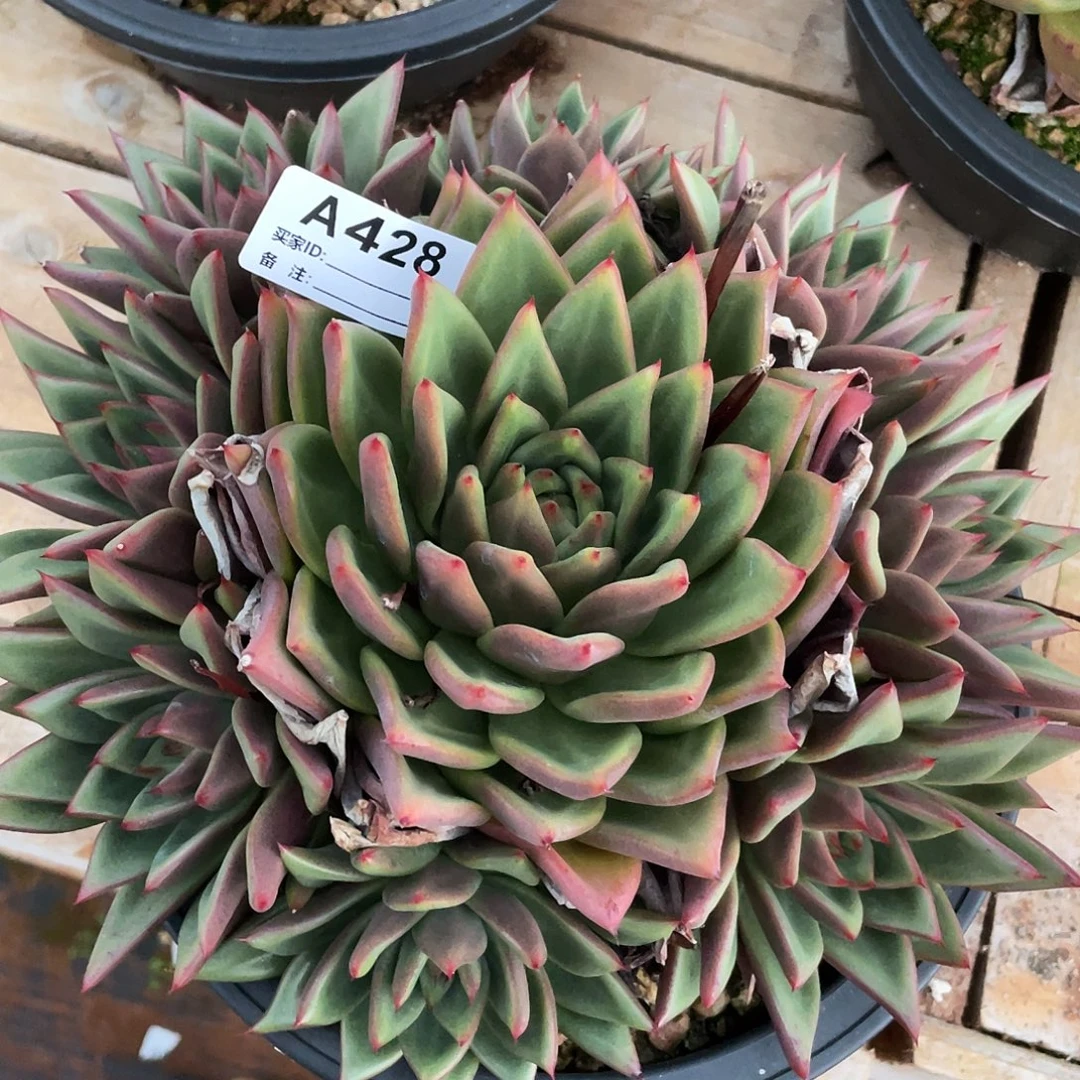 若如东云单拍A428