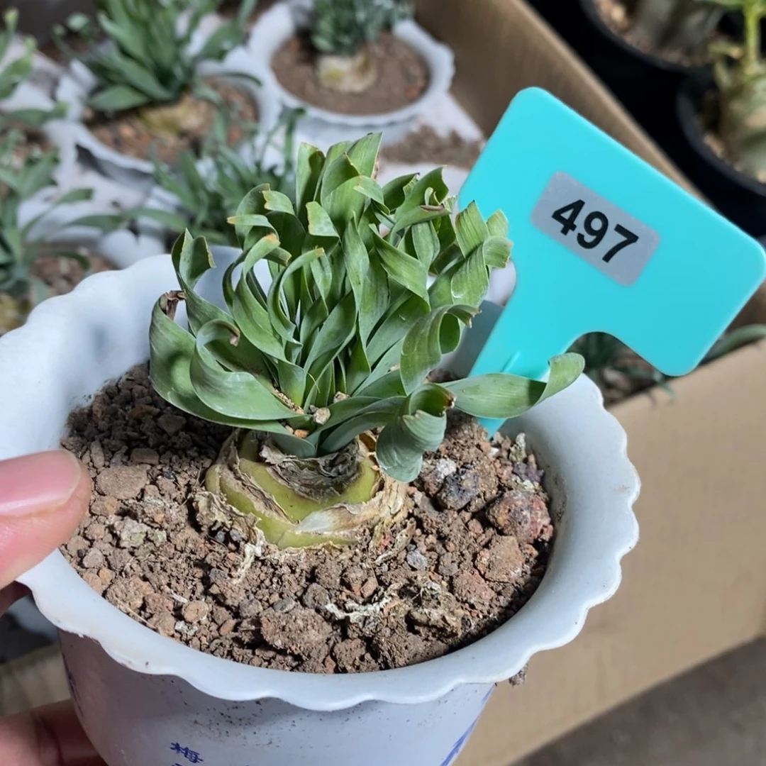 款叶弹簧草多肉植物