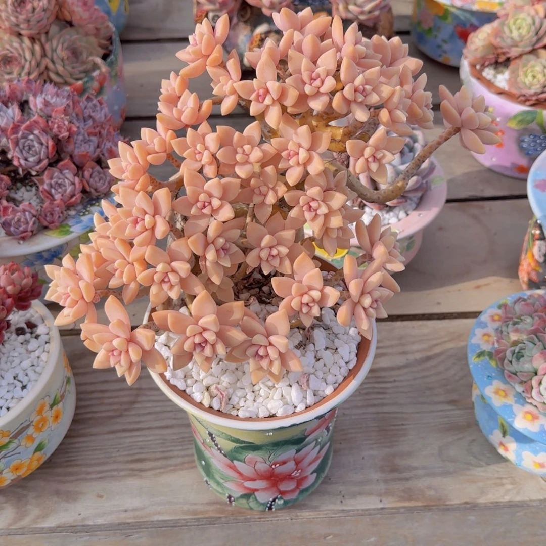 淡雪多肉植物 0000