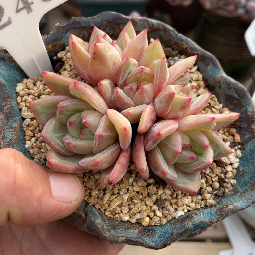 246香槟不带盆8厘米