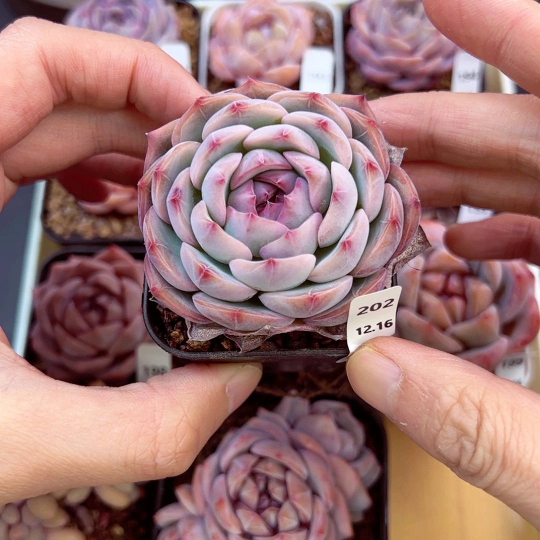 好好看202、哈哈哈哈