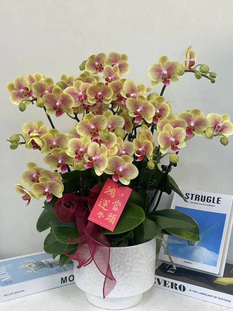 蝴蝶兰 【黄金万两】真花 秋冬耐寒花卉 四季开花 多样性发货