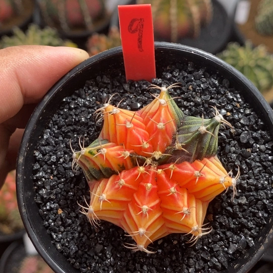精品米哈—脱土发货52