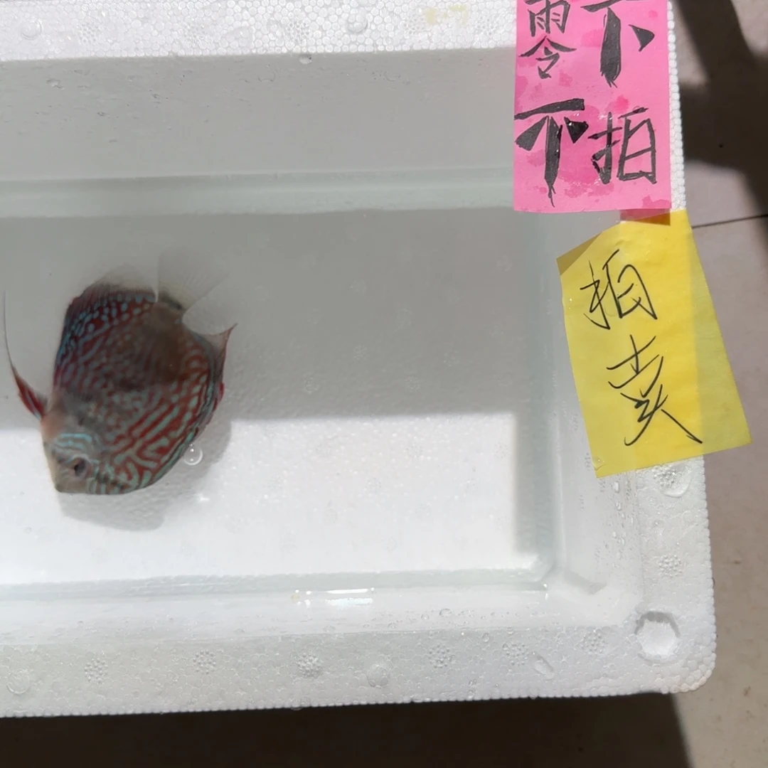 七彩神仙鱼肉身9-10，偏远地区，零下不拍