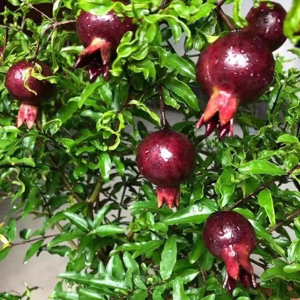 紫玉石榴老桩,北方都好养活,耐寒耐旱四季庭院室外内外