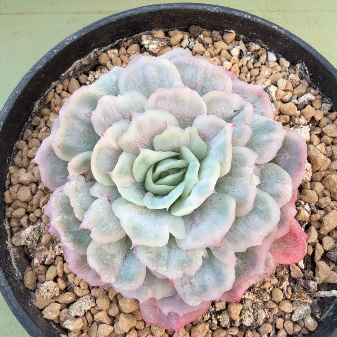 泡泡纱群锦上园艺一物一拍