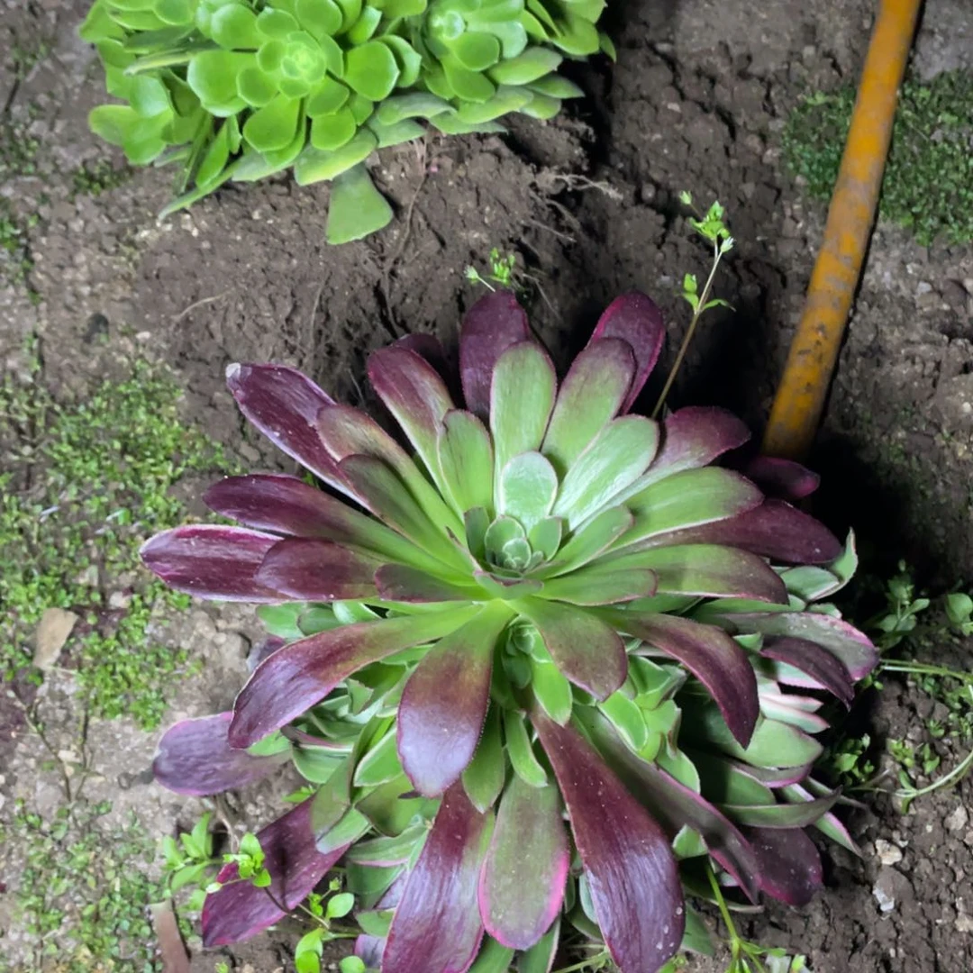 金丝雀多肉法师断枝不包