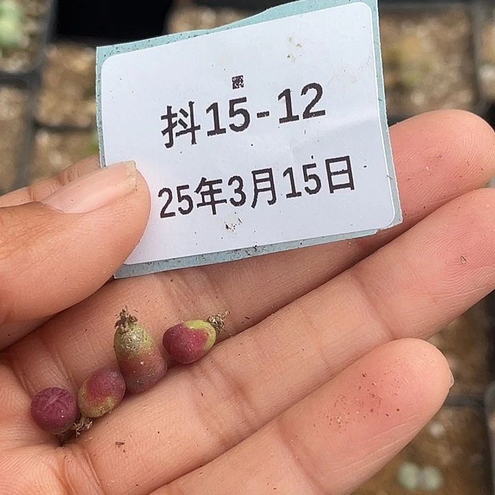 光*苍15-12肉锥多肉植物