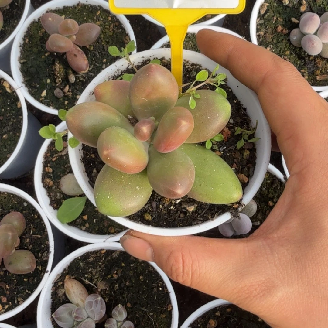 多肉植物芒果奶967