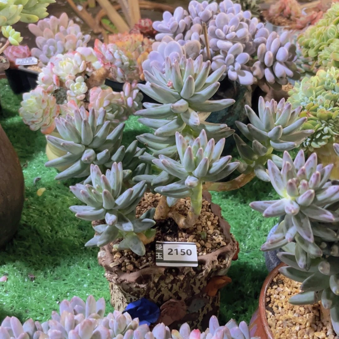 乌拉克拉多肉植物2150