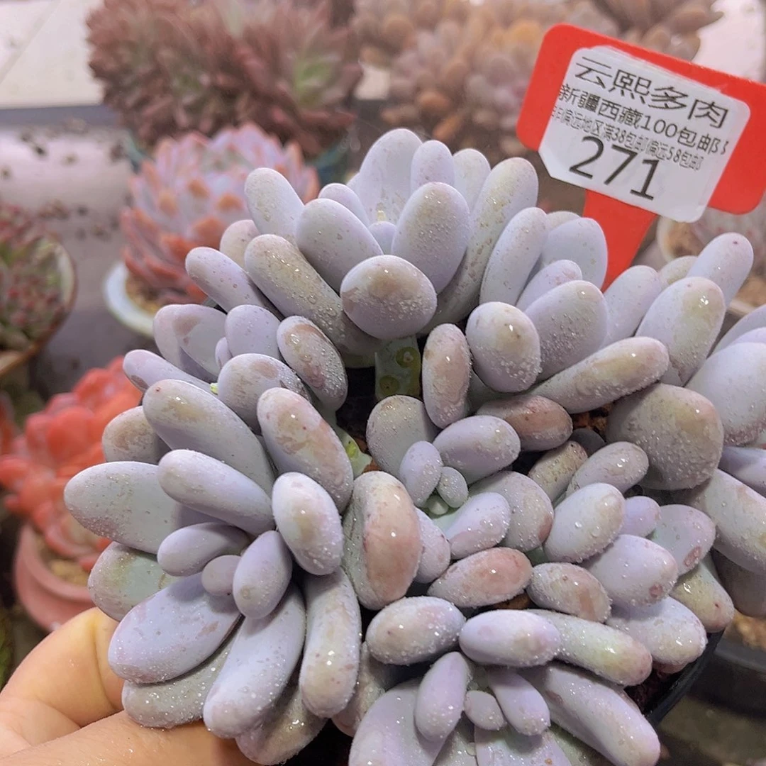 271奶酪 多肉植物