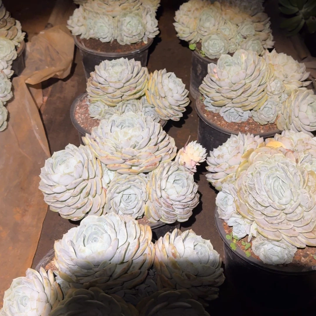 加仑劳林多肉植物