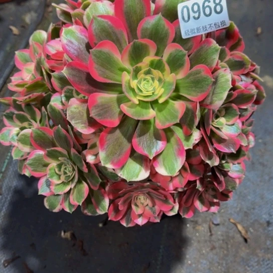 仙***仙七彩石特价09688888