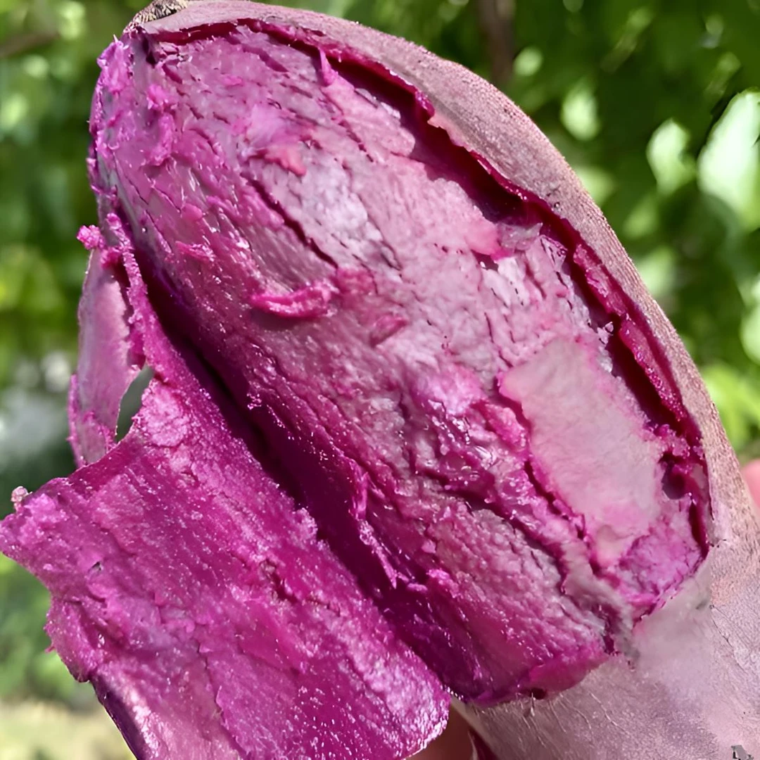 湖北紫薯新鲜软糯香甜番薯紫罗兰板栗毛薯紫心蜜薯