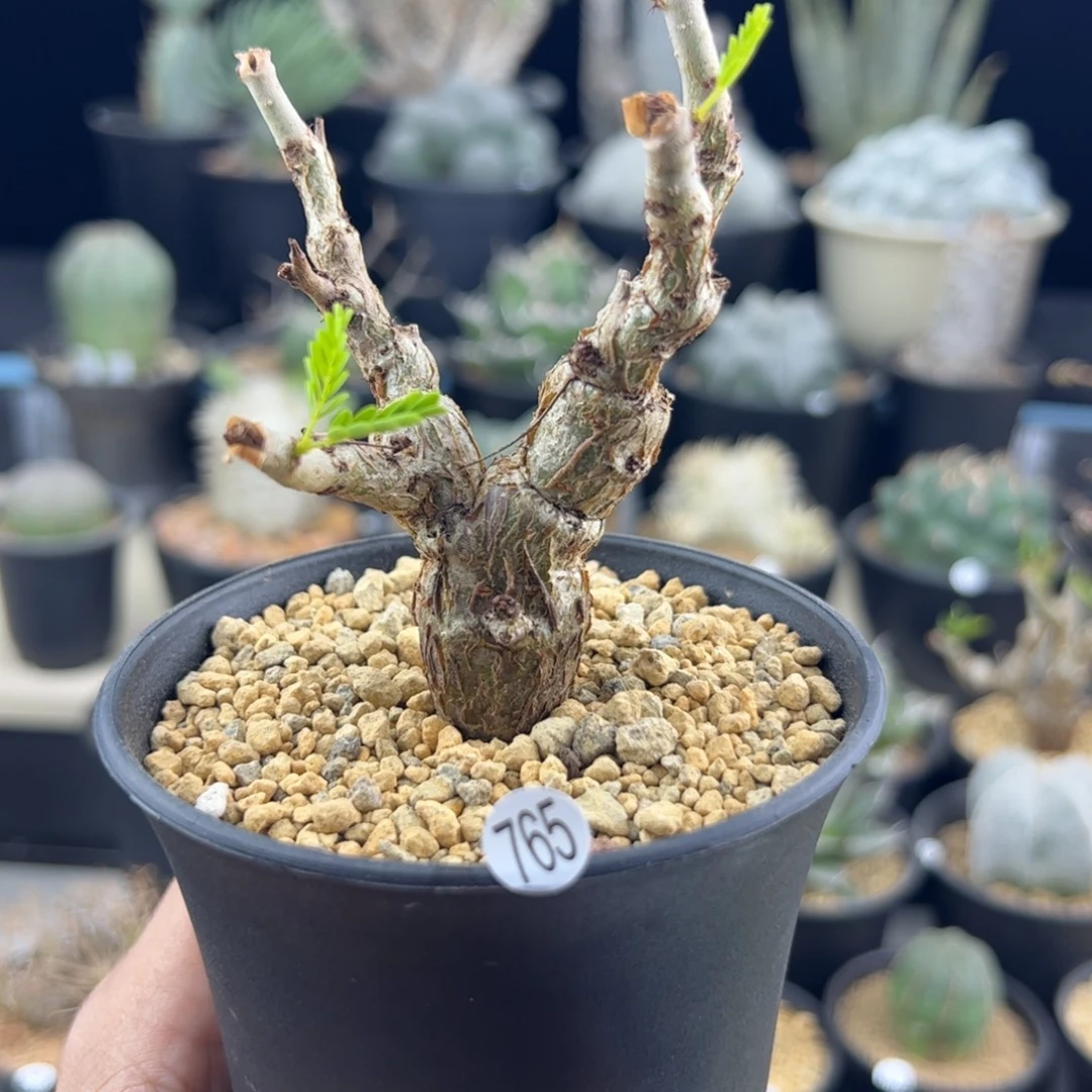 沙漠苏木种播一物一拍765