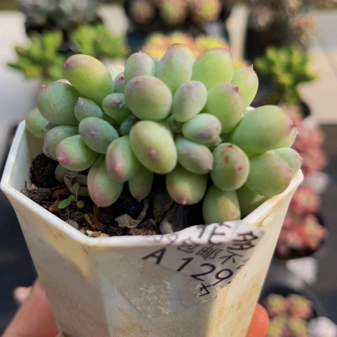 1294苹果奶缀5cm多肉