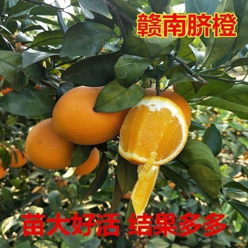 新品种无籽血橙正宗赣南脐橙苗橙子甜橙耐寒盆栽地栽当年结果