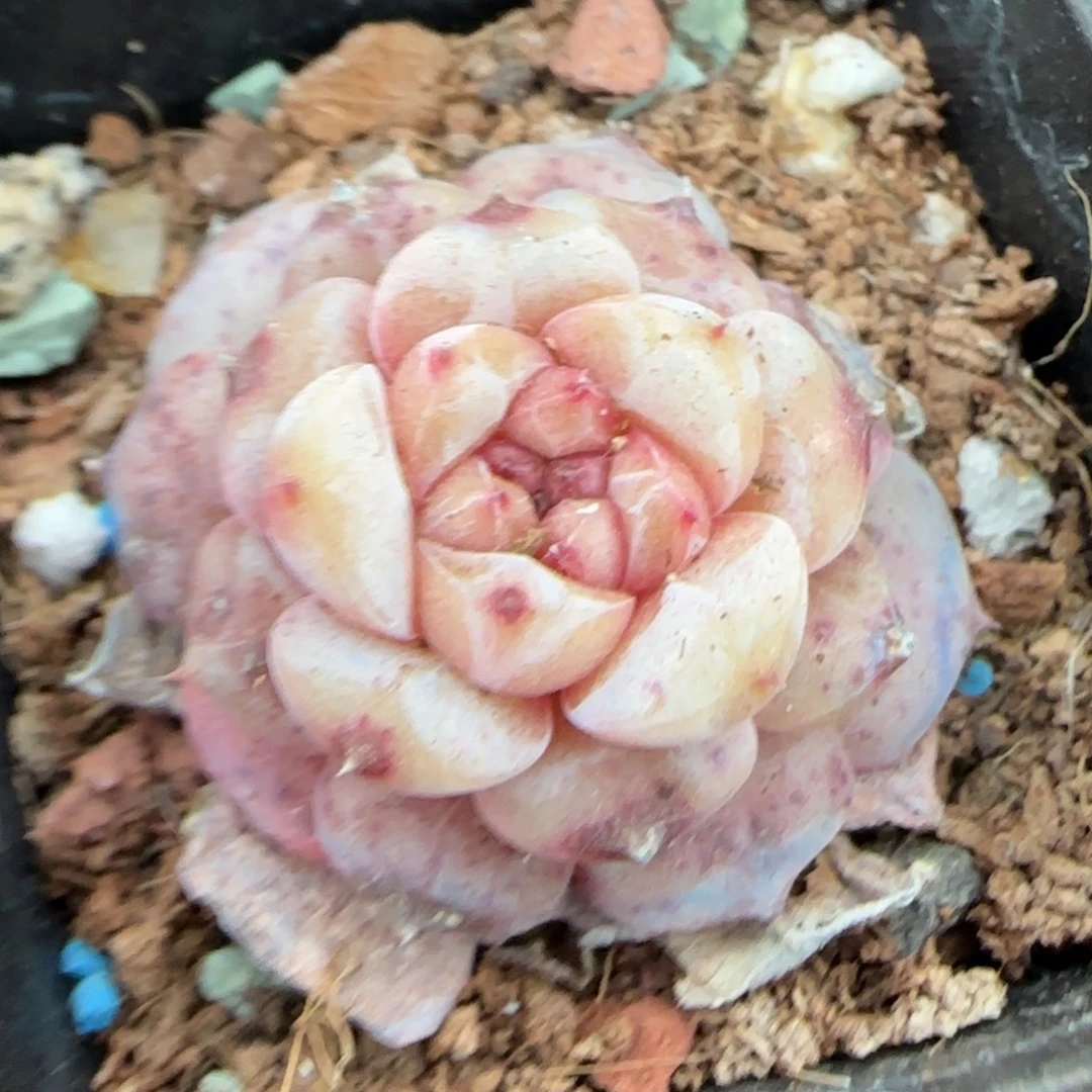 多肉小卡拉米糖心一物一拍