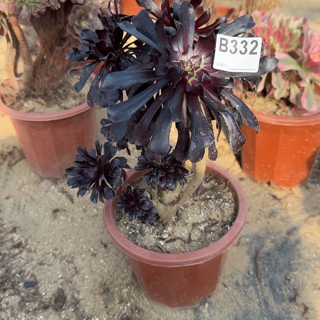 332墨法师一颗满28包邮