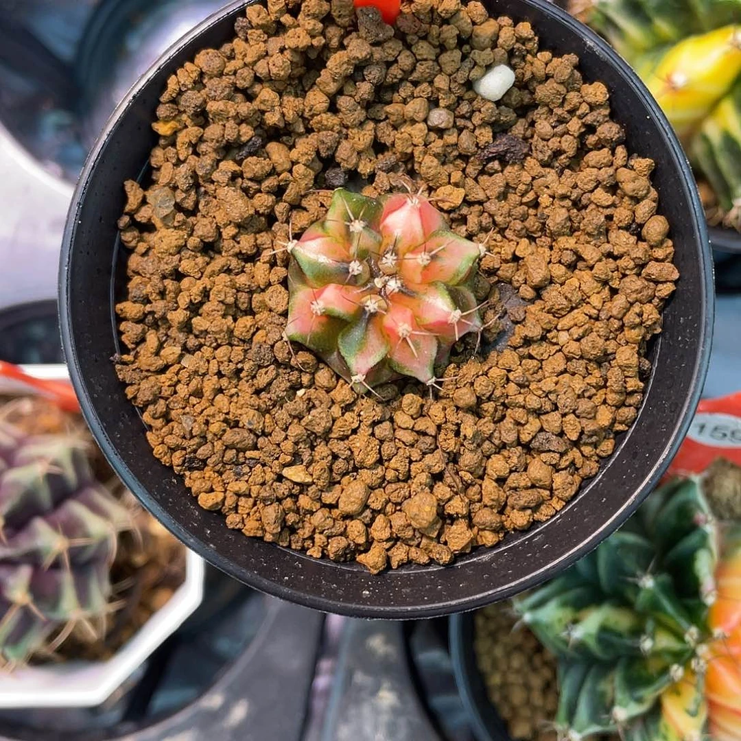 1-57粉水晶2.3厘米