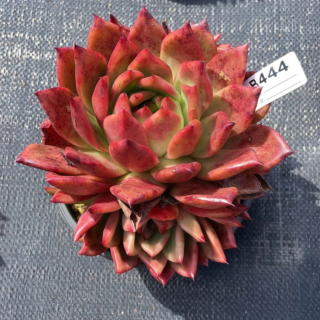 若如东云单拍B444