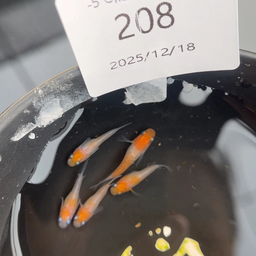 青鳉鱼208红白短五尾