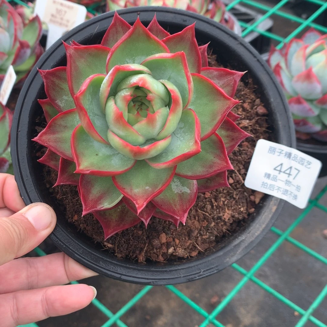 447惊鸿。多肉植物。尺寸10