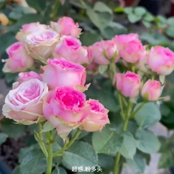 【超感粉多头】粉白色丰花勤花扦插盆栽月季！