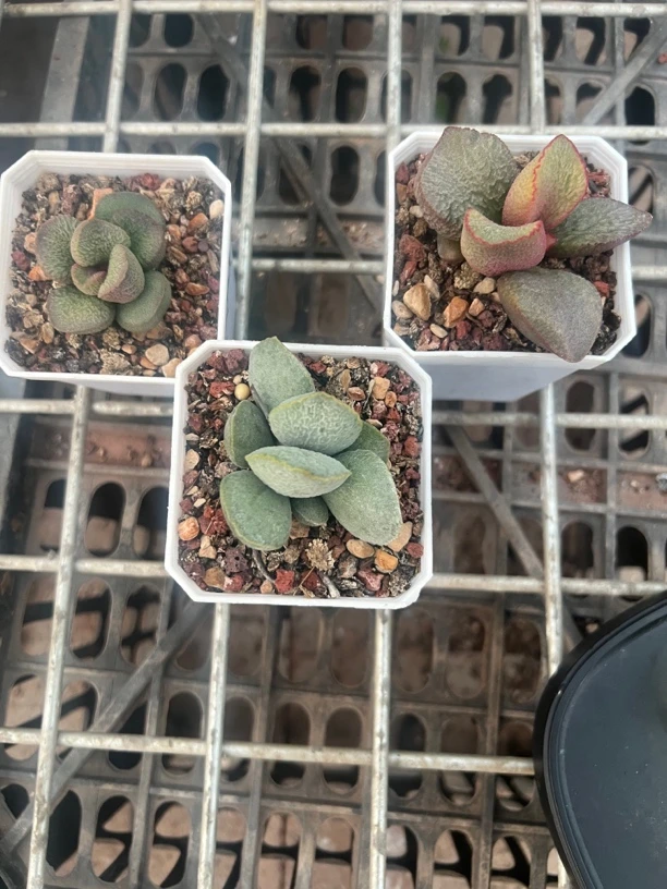 天天做美梦水泡多肉植物