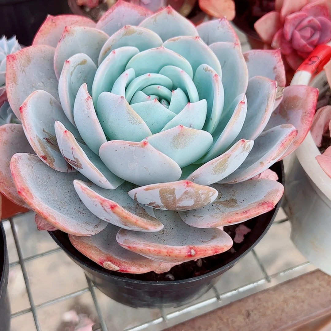 凤橙大单头精品特价