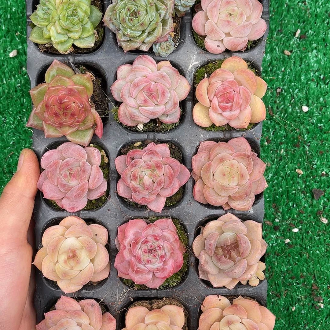 多肉一物一拍23-132