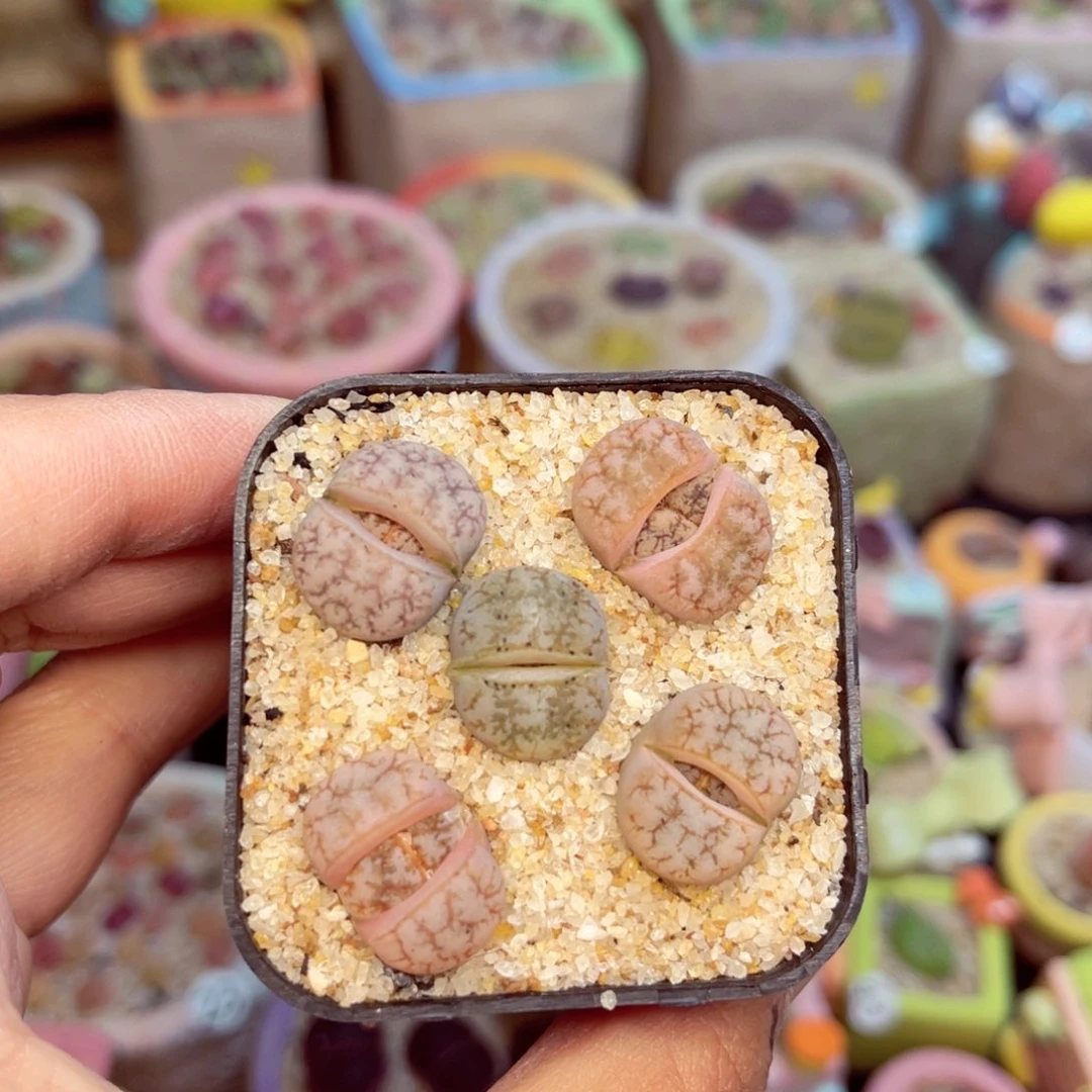 989。5785675876868776677