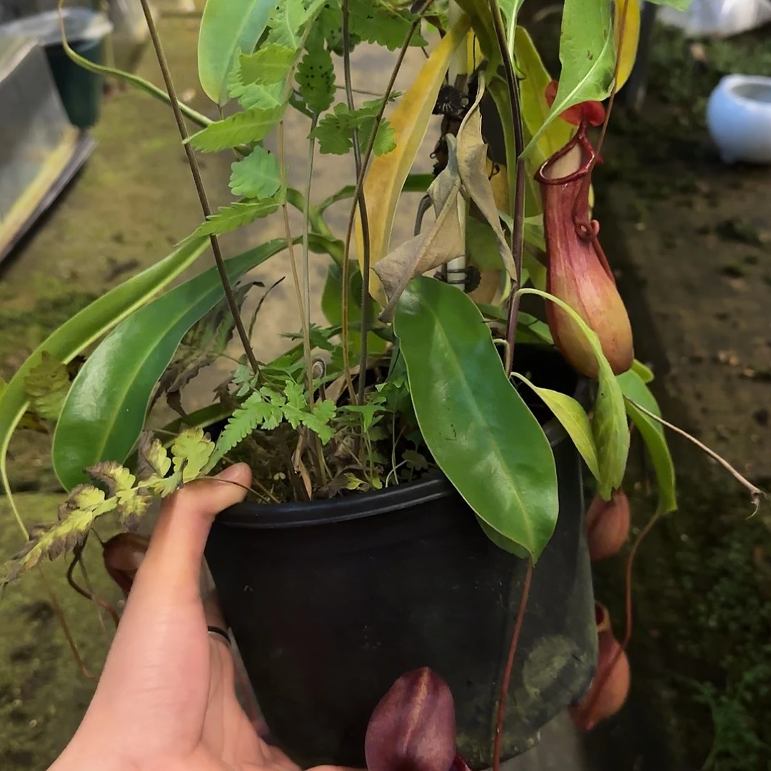 开***来无花朵专拍红瓶猪笼草