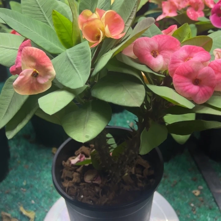 泰品扦插一物一拍23