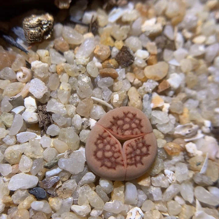 zzz好喜欢这个64