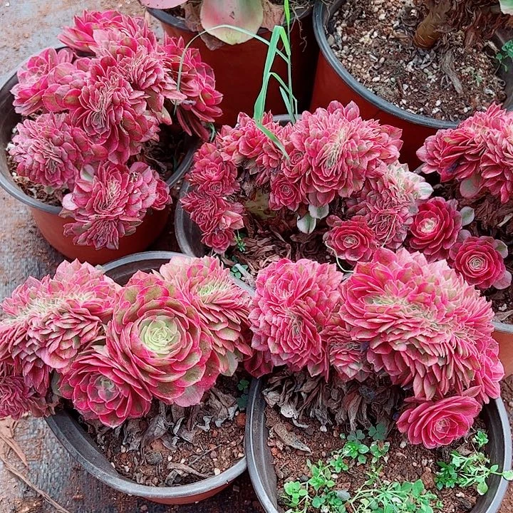 荔枝缀多肉植物大战