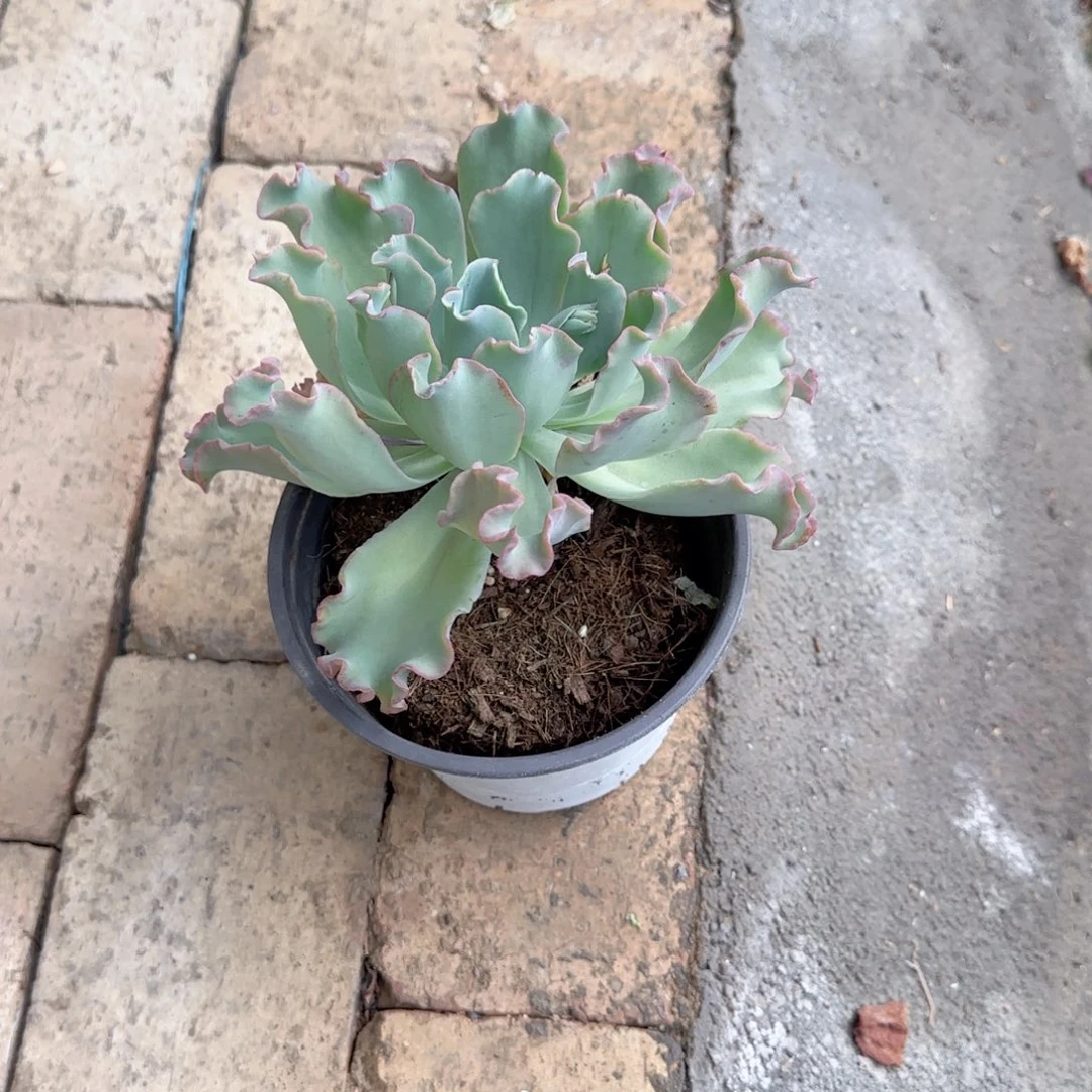 无花朵水瓶座大单头