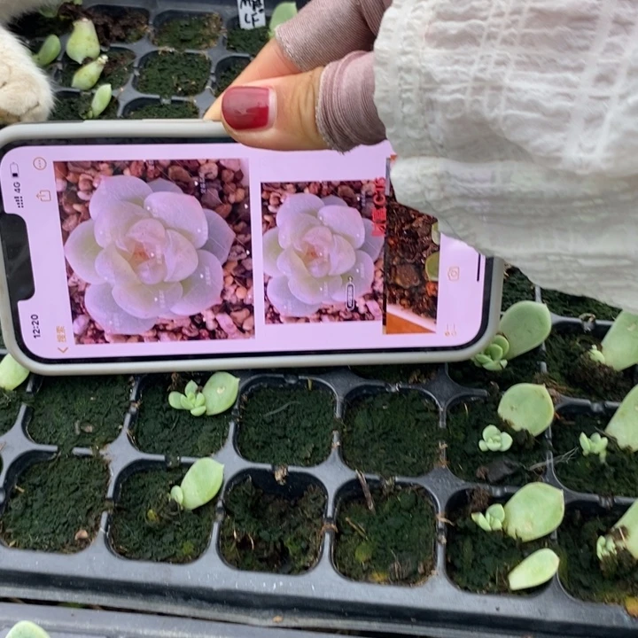 密语财富芽苗一个多肉