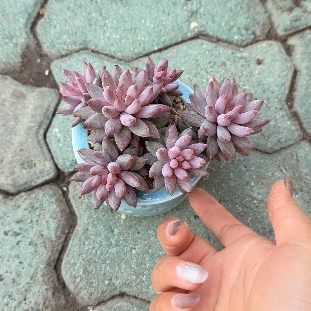 金鱼姬带盆多肉植物