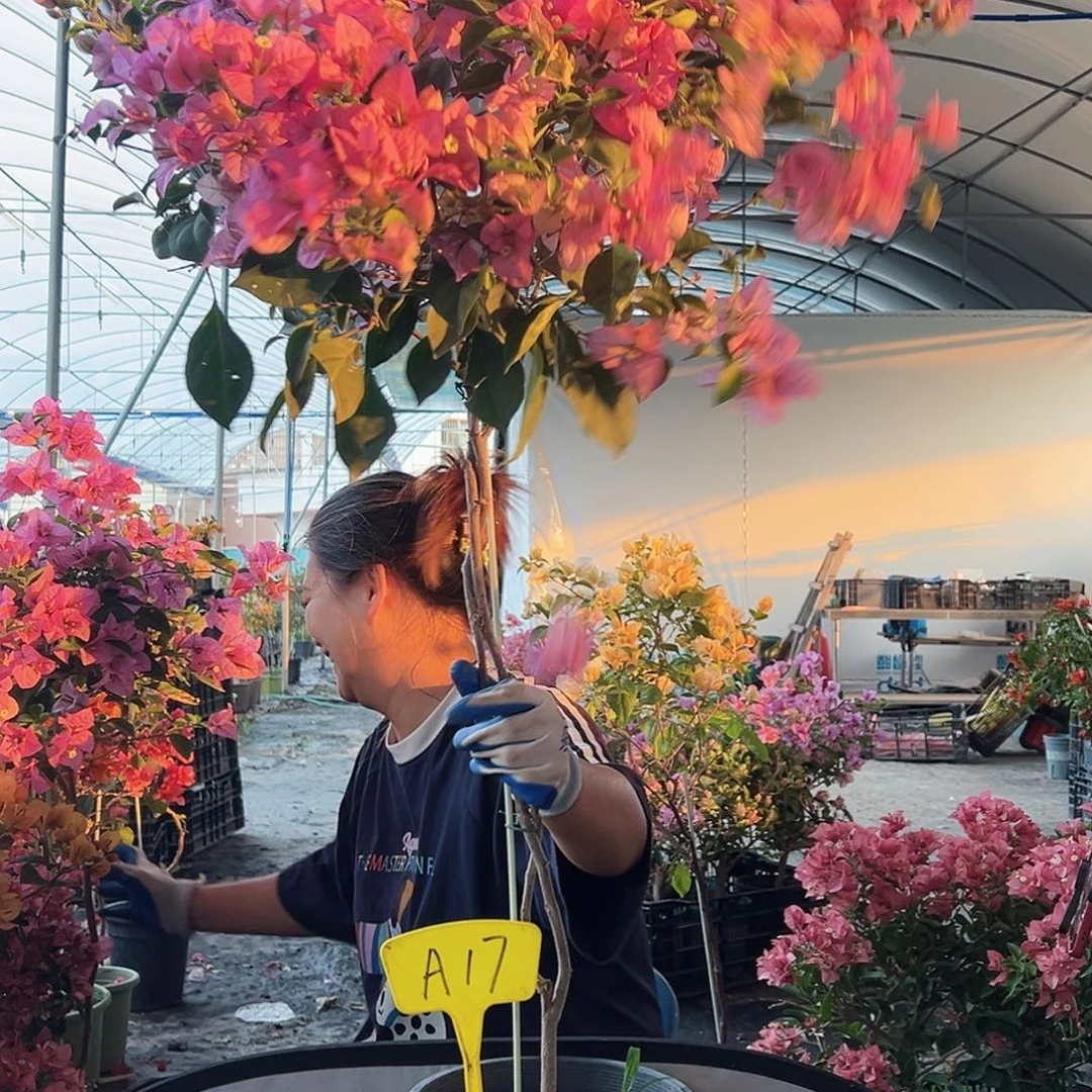 宝***座大部分花苞少量开放A17赛佛理