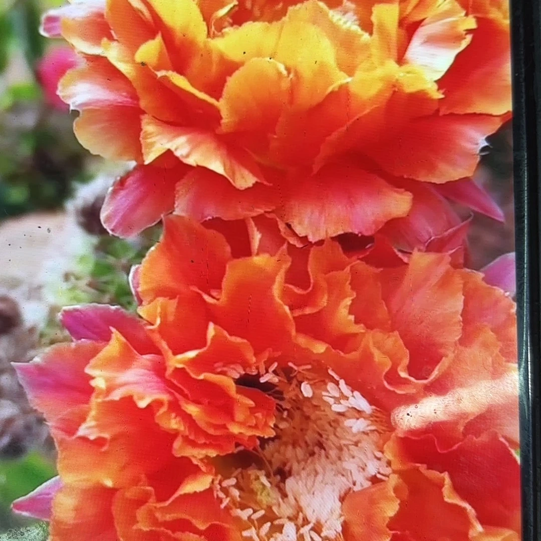 千层酥彩侧牙20包邮仙人球18