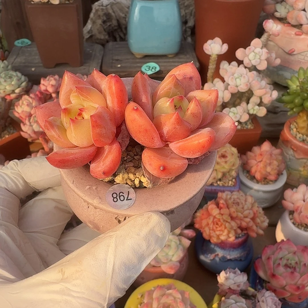 炎龙 多肉含盆土 一物一拍