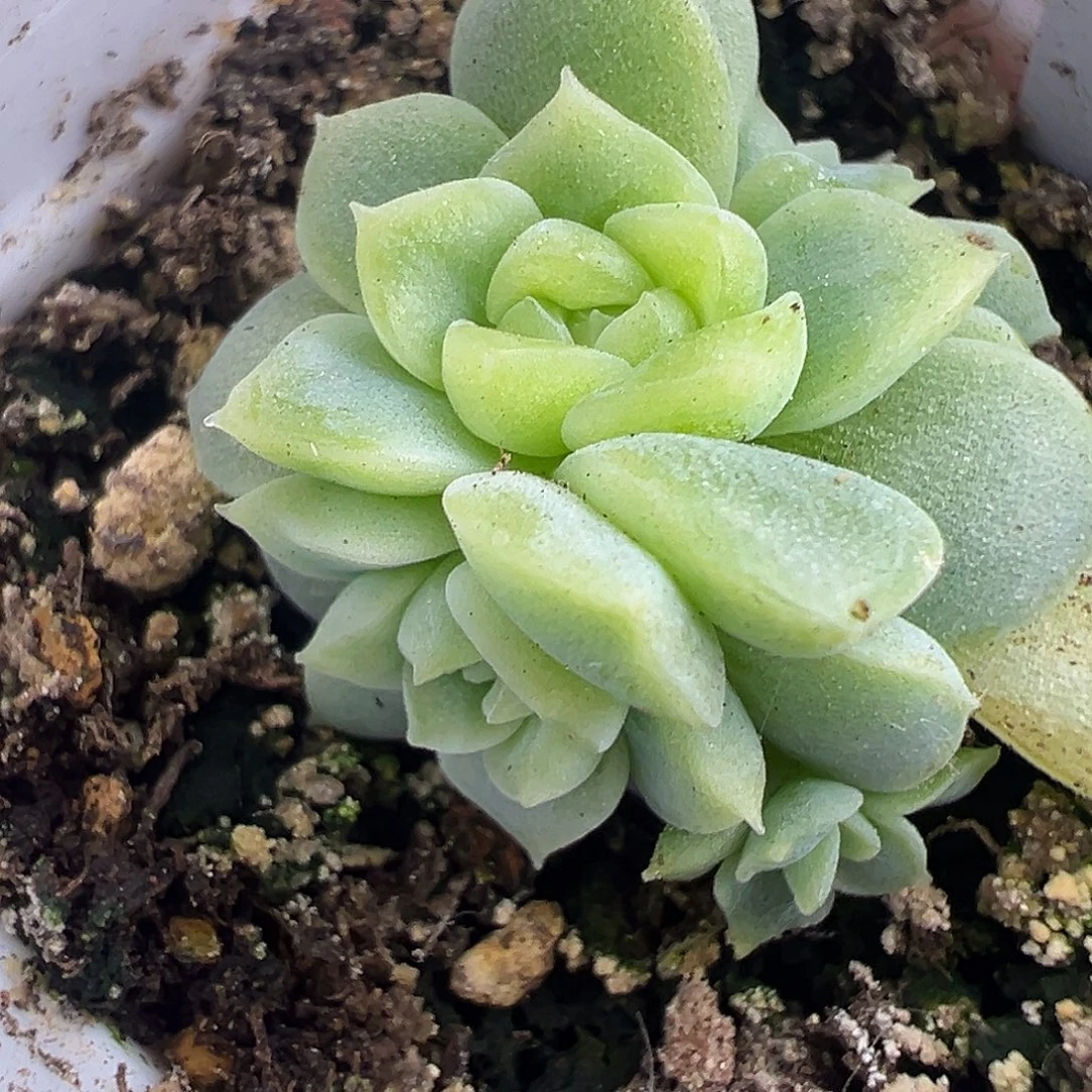 捕***手纸鸢甜心。