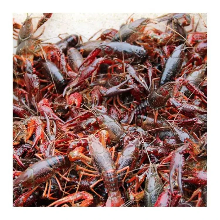 小龙虾（小青）500g