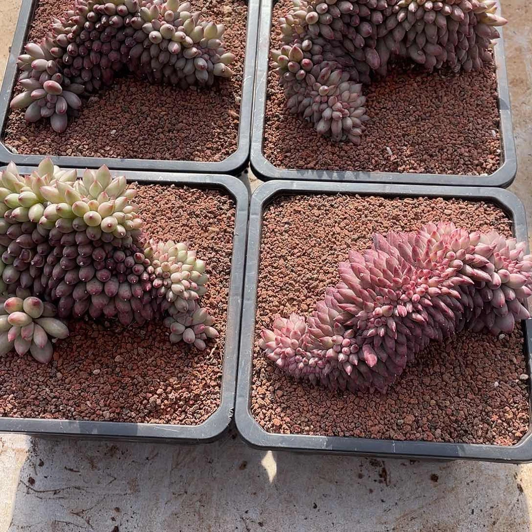 流沙虞缀化14厘米可挑