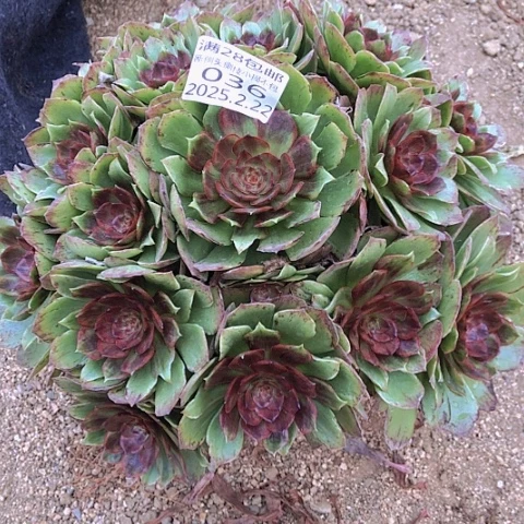 2.22-36红丝绒多肉植物