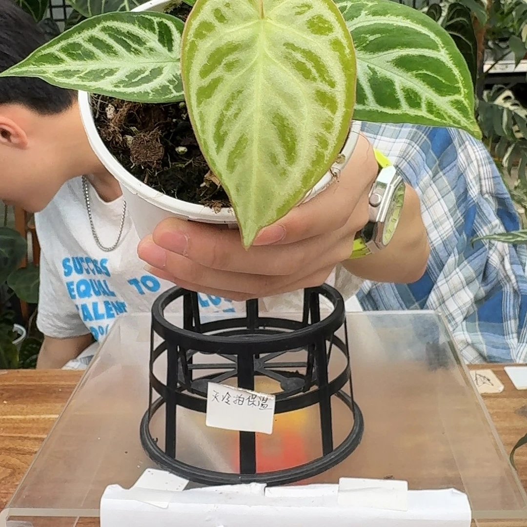 完全开放R115银色面纱杂超级银