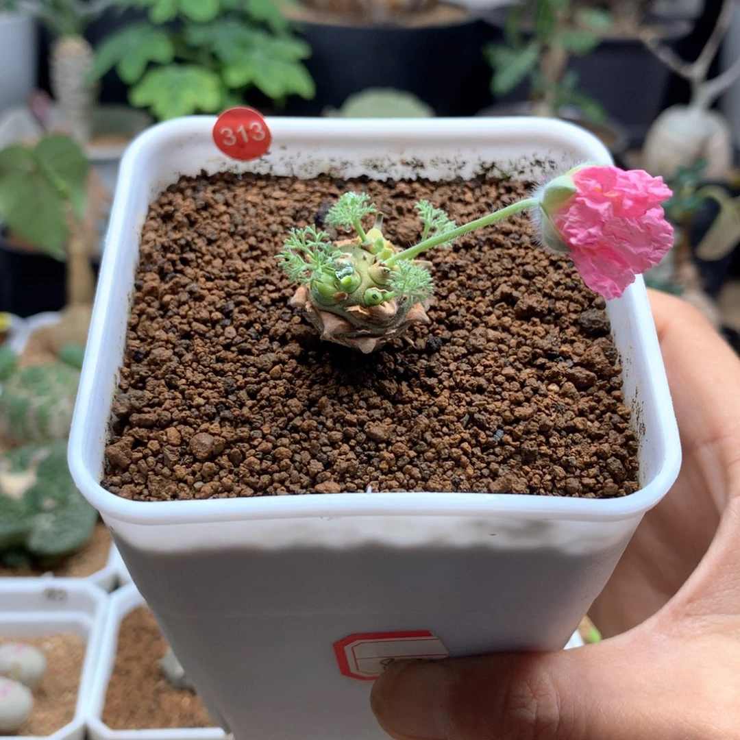 白皮月界母本带盆313